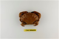 藏品(光手滑面蟹)的圖片